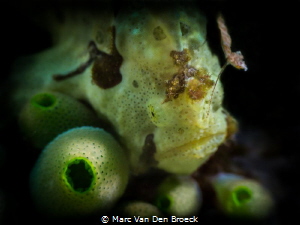 fishing in the dark by Marc Van Den Broeck 